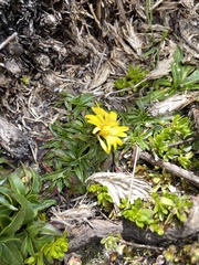 Hypochaeris sessiliflora