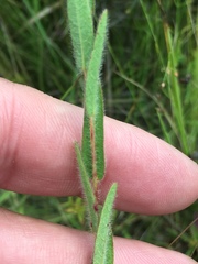 Ludwigia hirtella