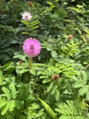 Mimosa microphylla