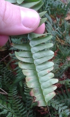 Nephrolepis flexuosa