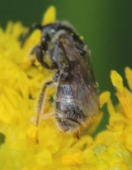 Lasioglossum imitatum