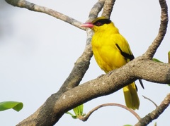 Oriolus chinensis diffusus