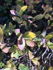 Vaccinium uliginosum