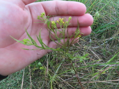 Euthamia gymnospermoides