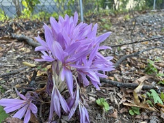 Colchicum autumnale