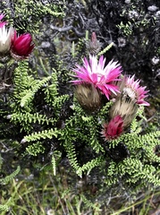 Phaenocoma prolifera