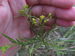 Euthamia gymnospermoides