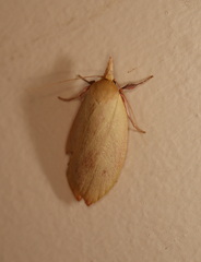 Wingia rectiorella