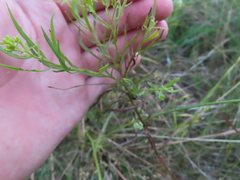 Euthamia gymnospermoides