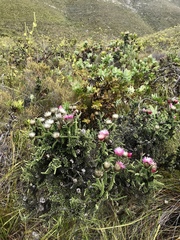 Phaenocoma prolifera