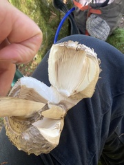 Chlorophyllum olivieri
