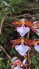 Rhynchostele bictoniensis