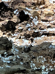 Ceratiomyxa fruticulosa