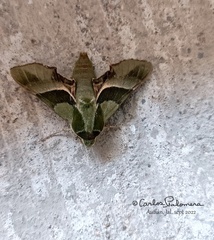 Proserpinus terlooii