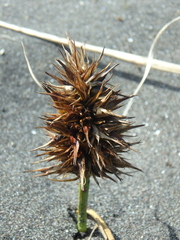 Carex macrocephala