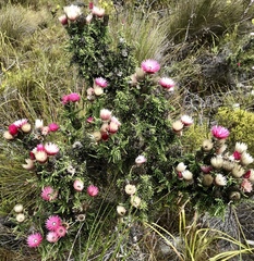 Phaenocoma prolifera