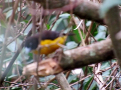 Ploceus bicolor bicolor