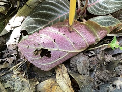 Pearcea hypocyrtiflora
