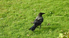 Corvus cornix