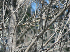 Setophaga coronata auduboni