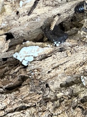 Ceratiomyxa fruticulosa