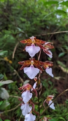 Rhynchostele bictoniensis