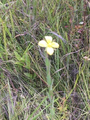 Ludwigia hirtella
