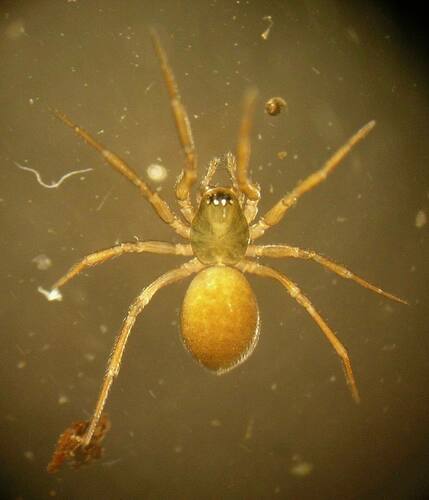 Vancouver Spinster Money Spider
