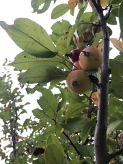 Malus prunifolia