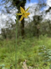 Echeandia flavescens