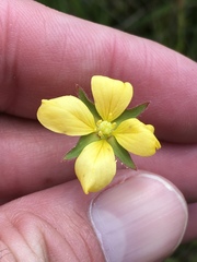 Ludwigia hirtella