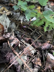 Apteria aphylla