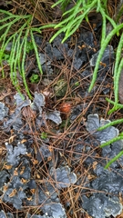 Peltigera polydactylon