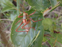 Barbitistes serricauda