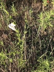 Agalinis heterophylla