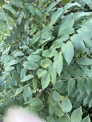 Juglans nigra