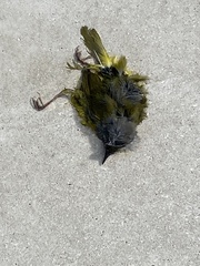 Leiothlypis ruficapilla