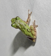 Hyla chrysoscelis