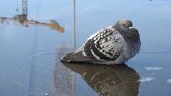 Columba livia domestica