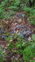 Peltigera polydactylon