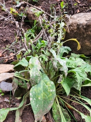 Cynoglossum officinale