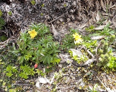 Hypochaeris sessiliflora