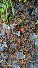 Peltigera polydactylon