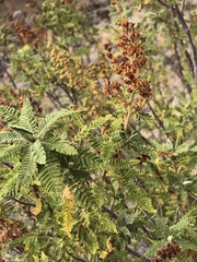 Chamaebatiaria millefolium