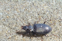 Platynini