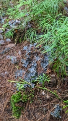 Peltigera polydactylon