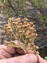 Chamaebatiaria millefolium