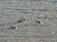 Pterocles alchata