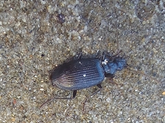 Platynini