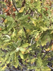 Chamaebatiaria millefolium